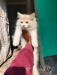 Parshian cat